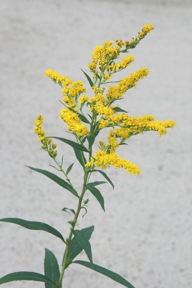 Solidago