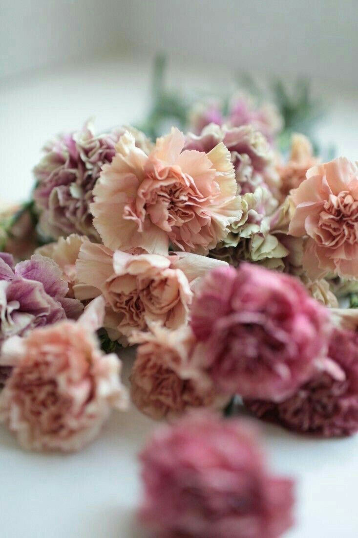 Clavel