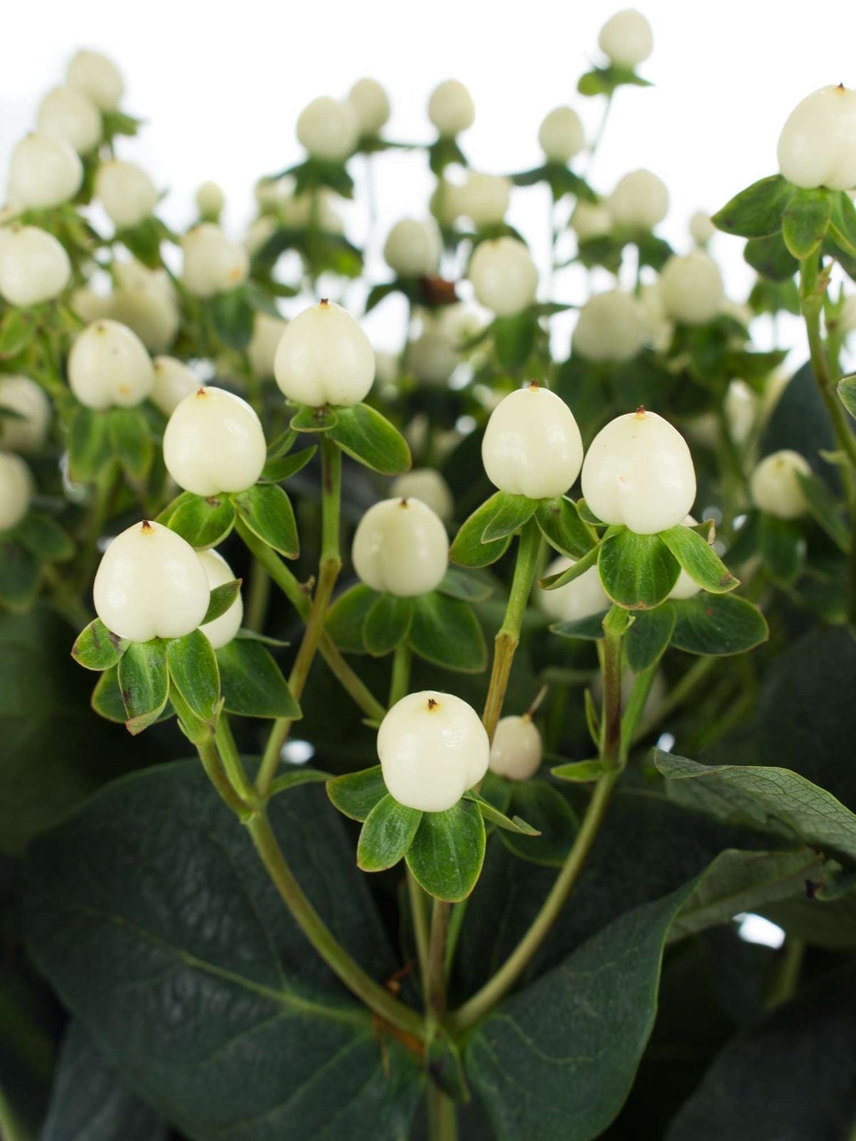 Hypericum