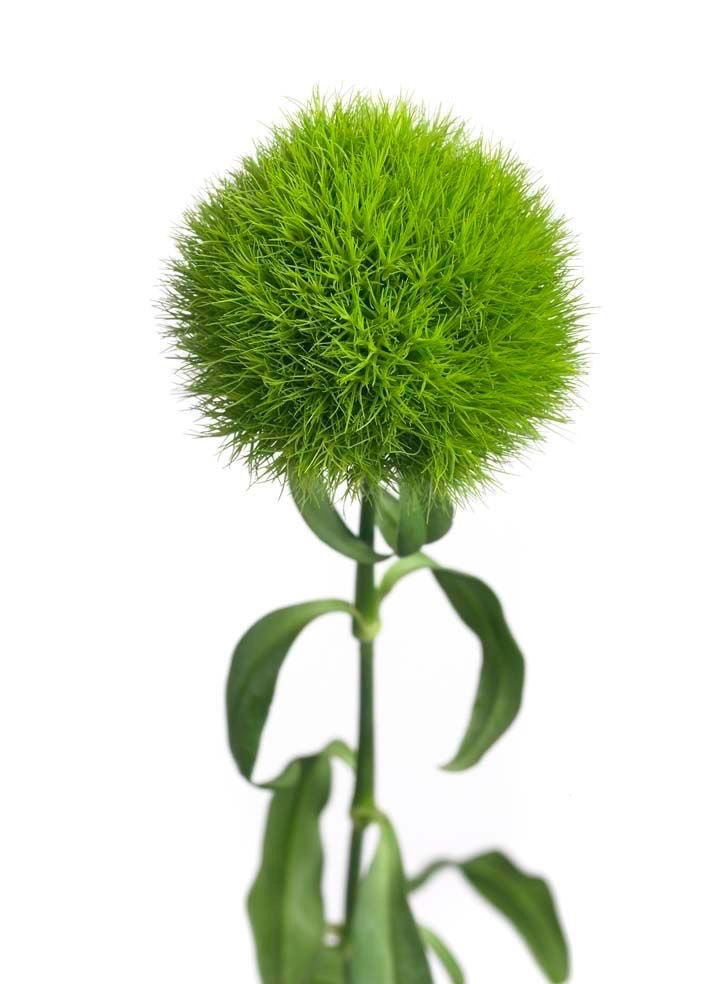 Green Ball