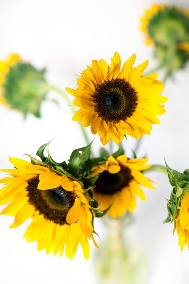 Girasol