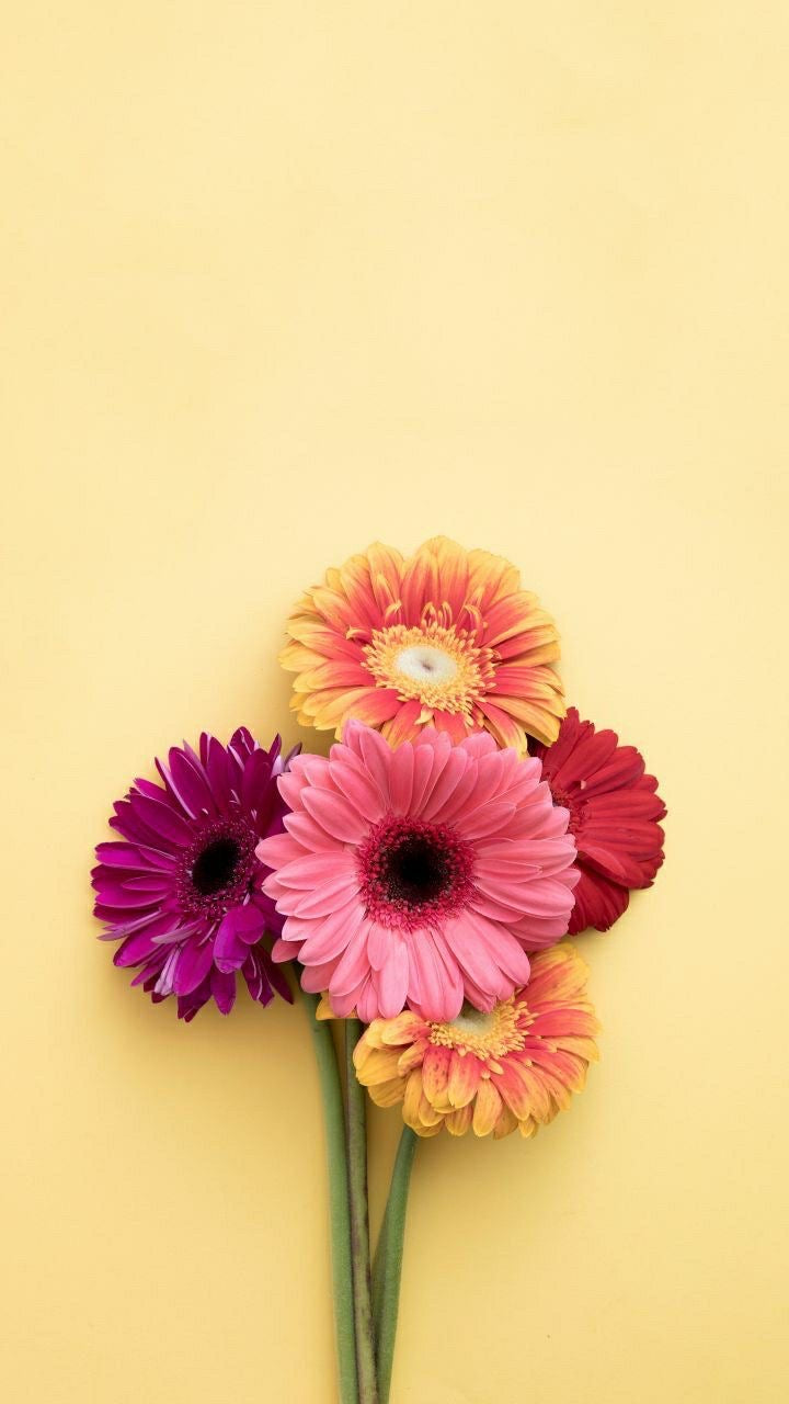 Gerbera