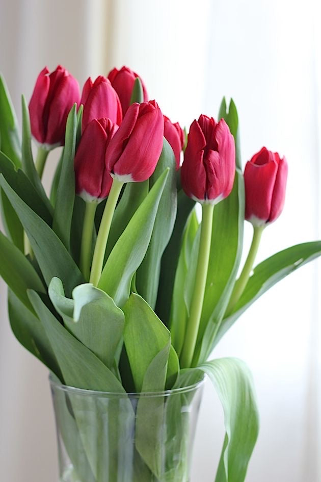 Tulipán