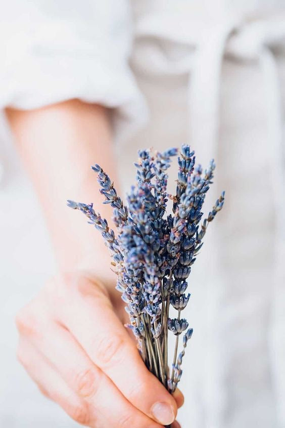 Lavanda