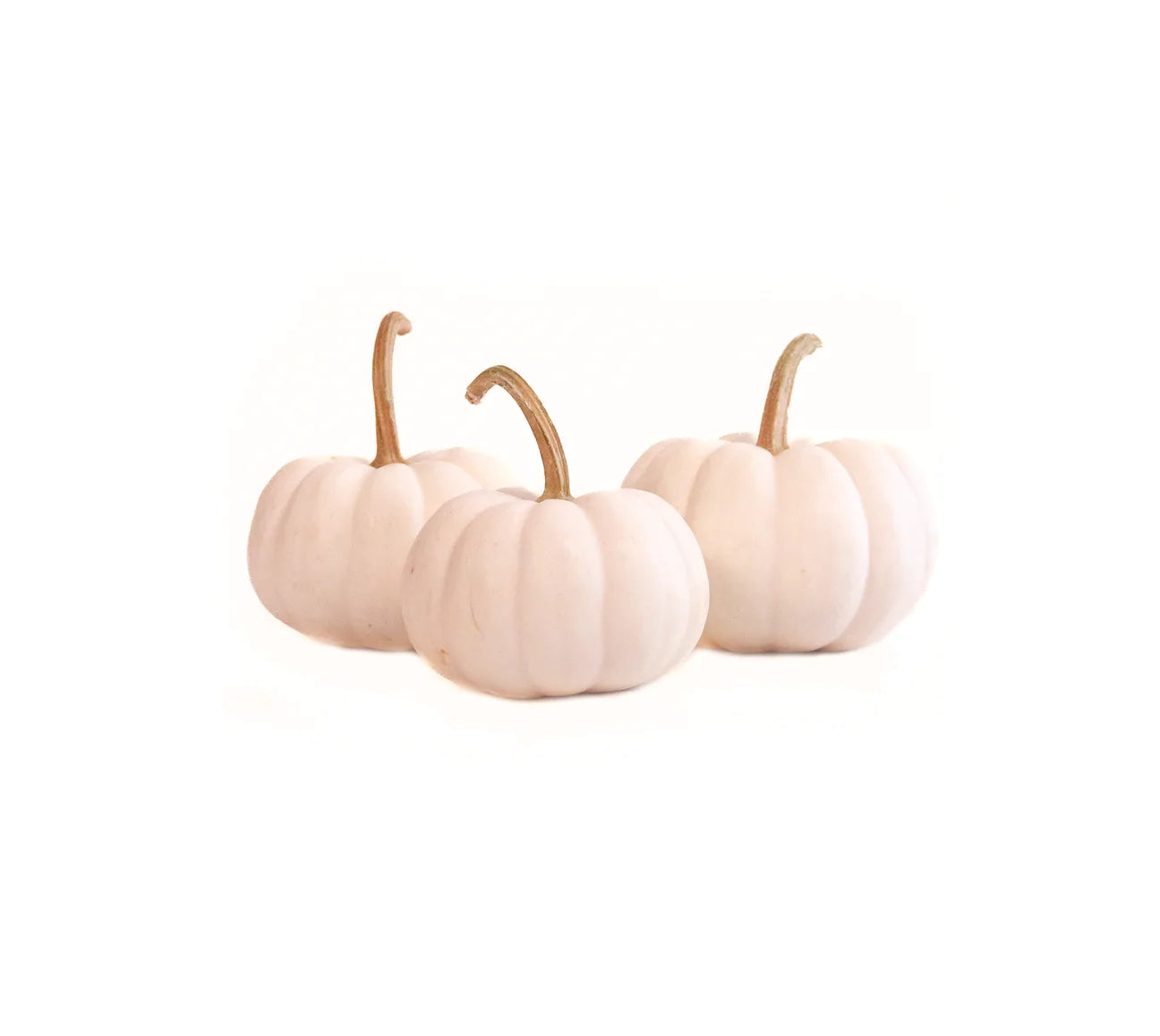 White Pumpkin