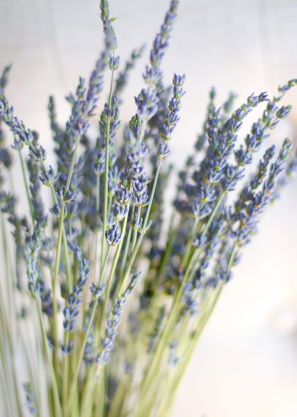 Lavanda
