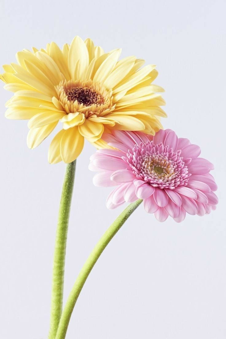 Gerbera