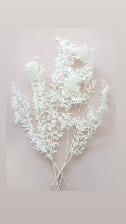 Italian Ruscus Bleach
