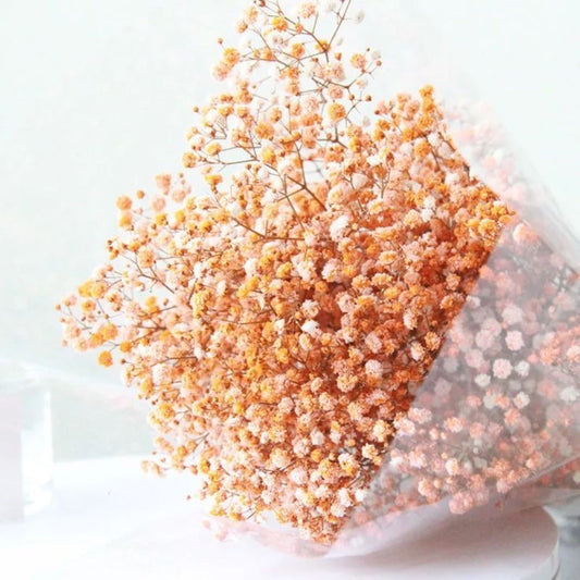 Baby Breath Color