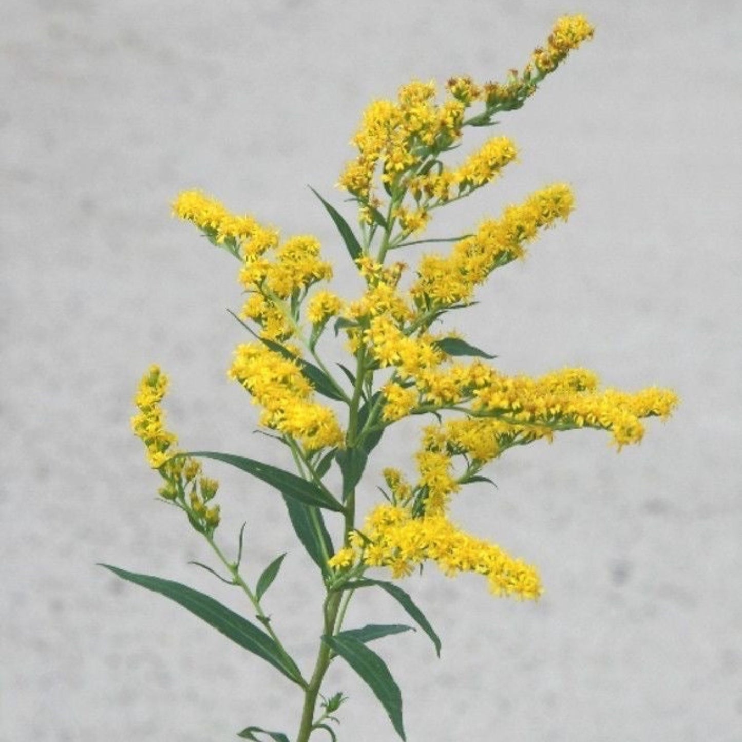 Solidago