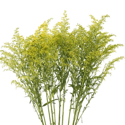 Solidago