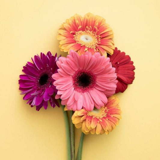 Gerbera