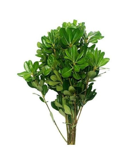 Pitosporum