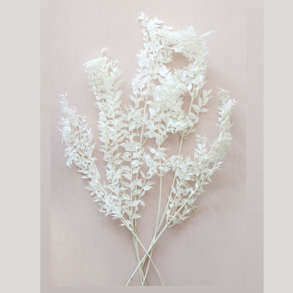 Italian Ruscus Bleach
