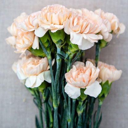 Mini Clavel